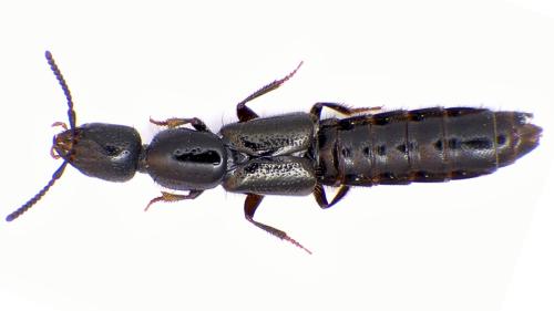 Gyrohypnus punctulatus